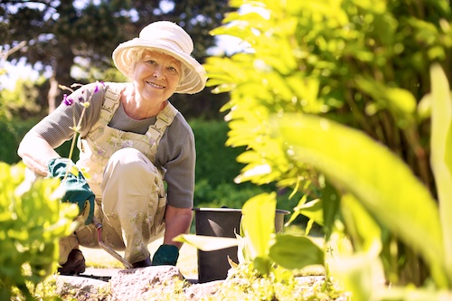 Older woman safely gardening to avoid a flare-up in her arthritis